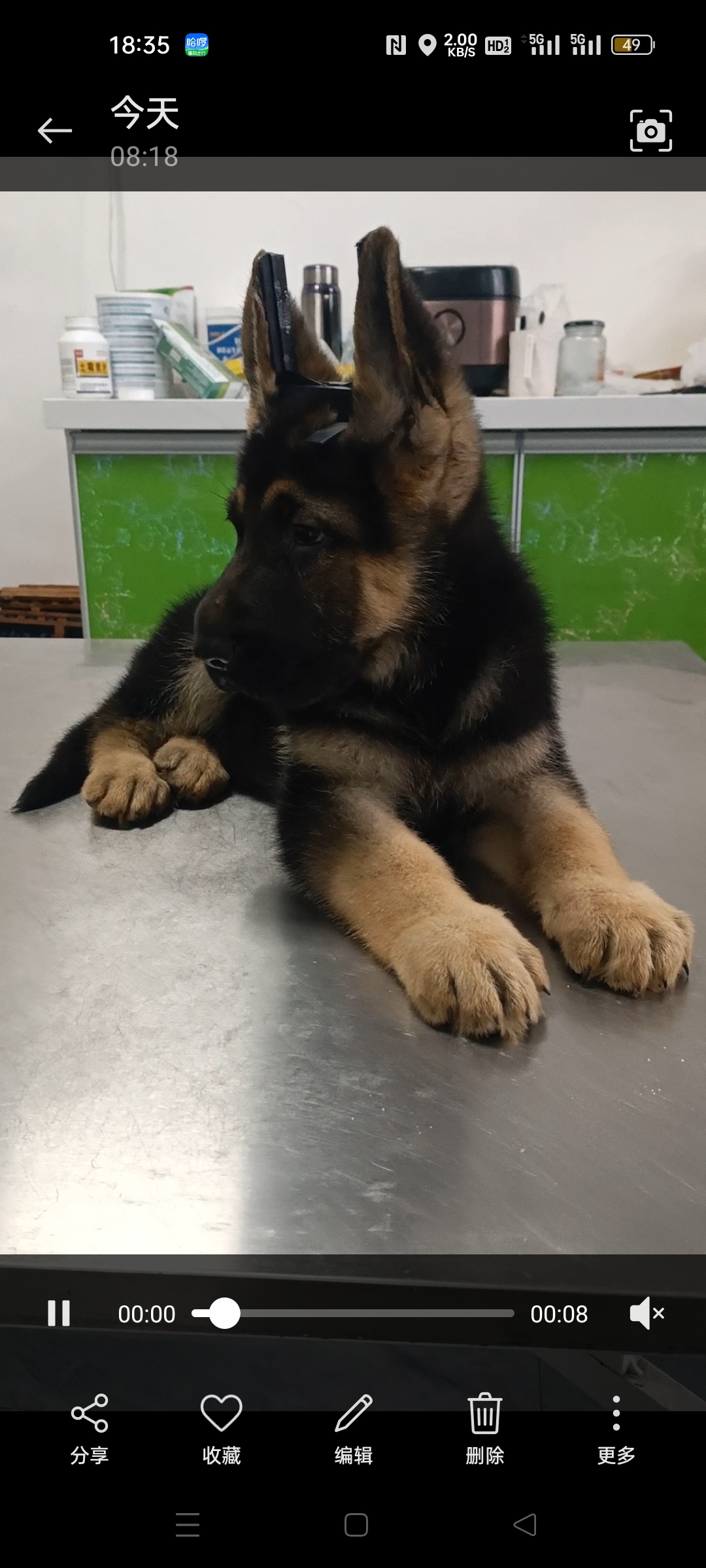 德国牧羊犬